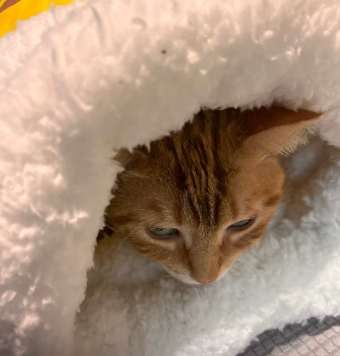Saco para o Inverno