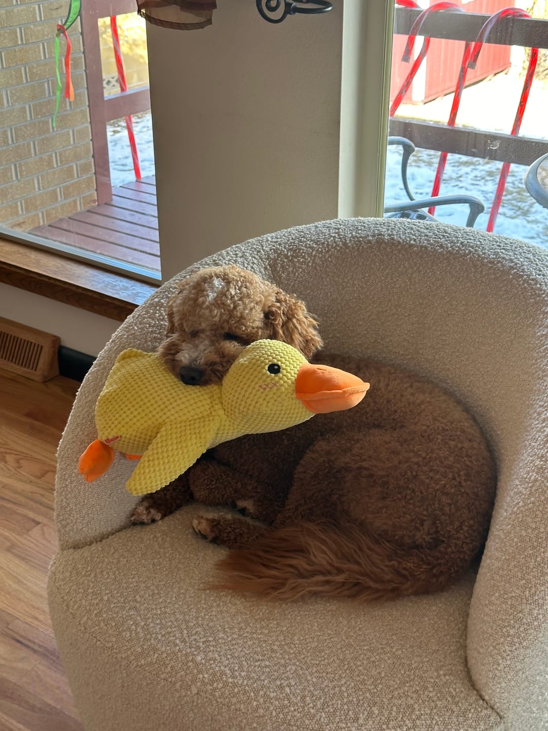 Pato de Apoio Emocional para Cães