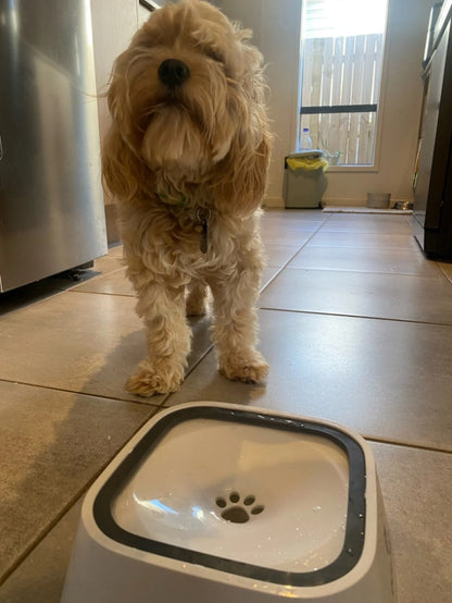 Animal drinking fountain 