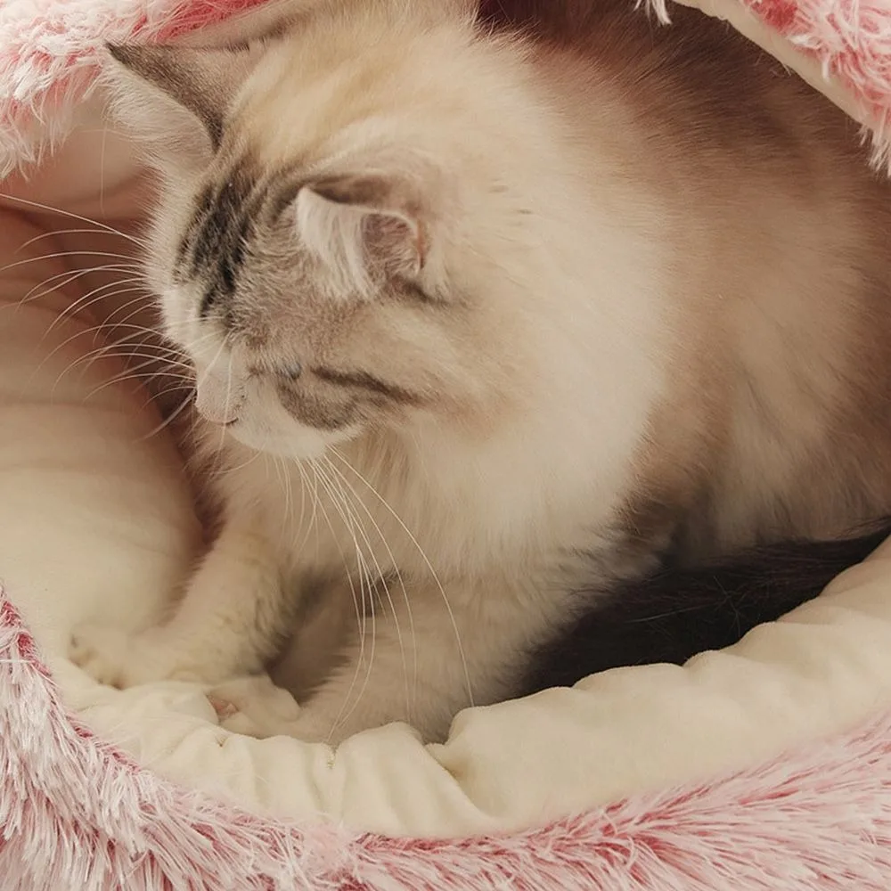 Cat bed: Orthopedic Comfort and Modern Design 