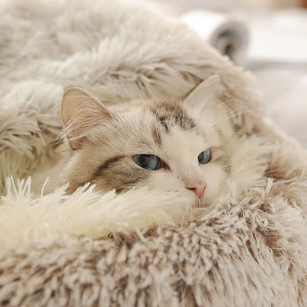 Cat bed: Orthopedic Comfort and Modern Design 