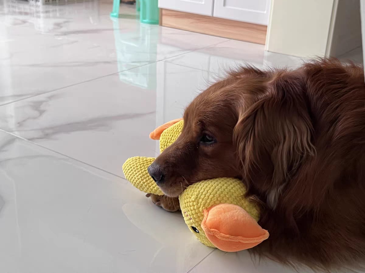 Pato de Apoio Emocional para Cães