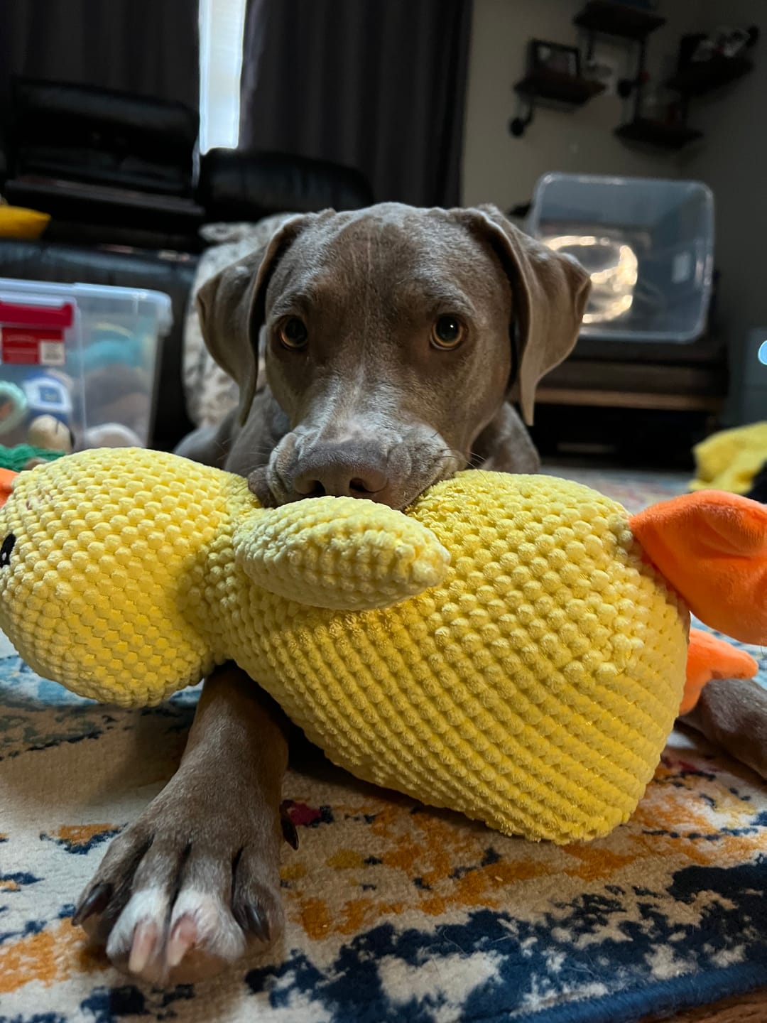 Pato de Apoio Emocional para Cães