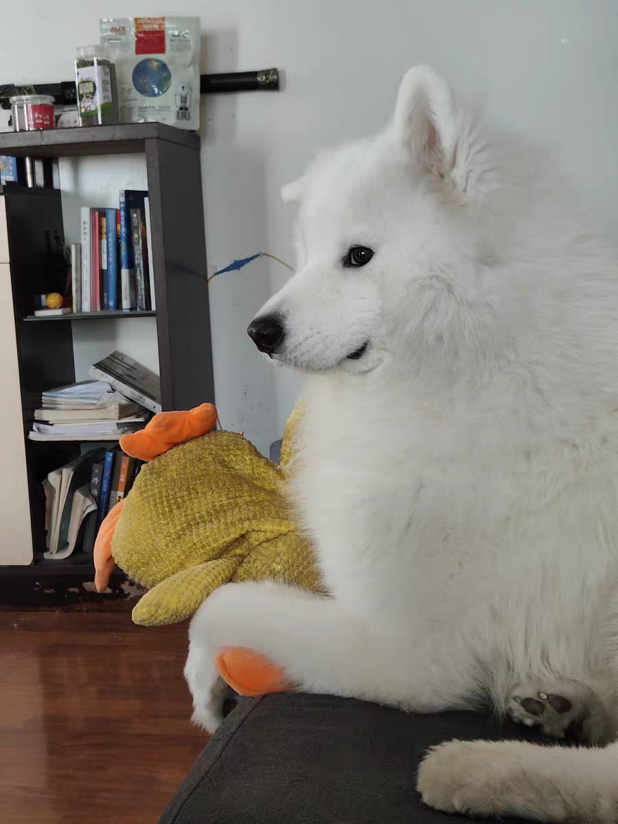 Pato de Apoio Emocional para Cães